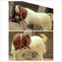 White & Brown Kota Goat