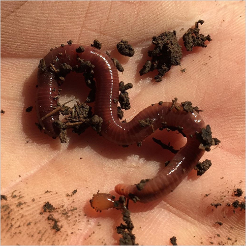 Bio Fertilizer Vermicompost Manure Bio Fertilizer Vermicompost Manure