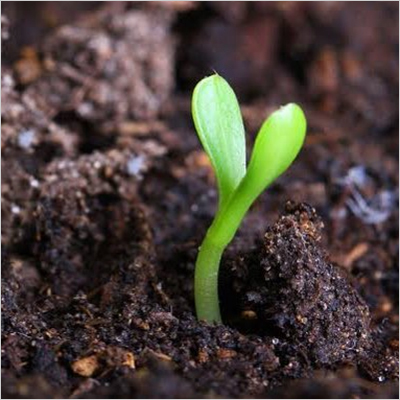 Natural Vermicompost Manure Natural Vermicompost Manure