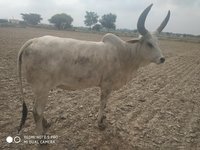 kankrej cow