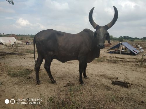 Kankrej Cow Karnal