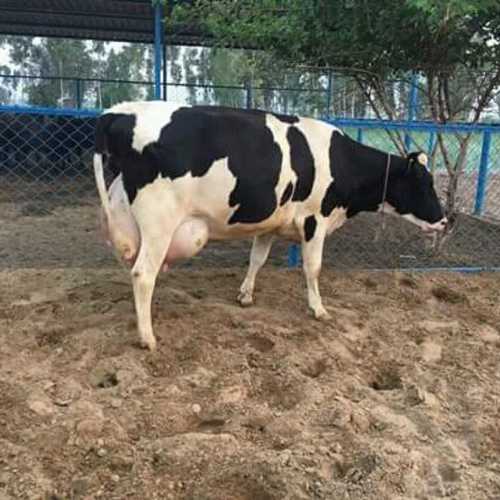 Hf Cow