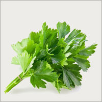 Coriander Leaves