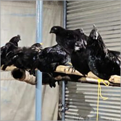 Black Kadaknath Chicken Gender: Both