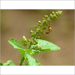 Rama Tulsi Ocimum Gratissimum Family Lamiaceae (Mint Family)