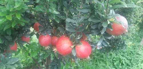 Fresh Pomegranate