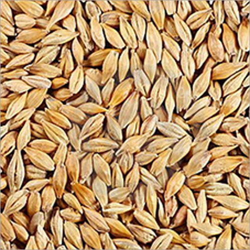 Organic Wheat Barley