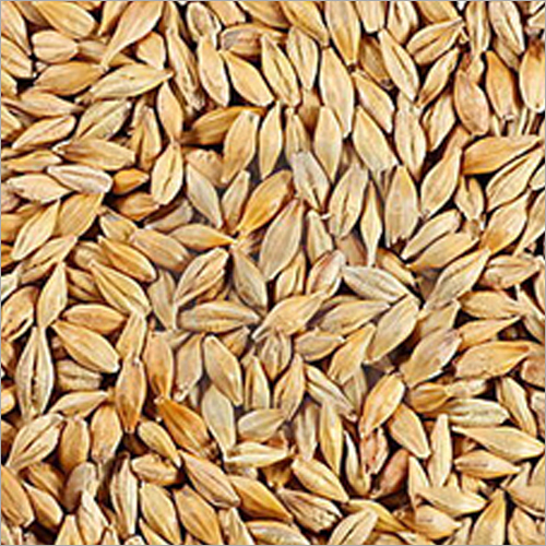 Wheat Barley