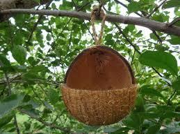 Coconut Shell V-Cut