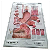 Vacuum Formed Medical Pvc Poster - Customized Size | New Educational Tool For Enhanced Learning And Training Applications