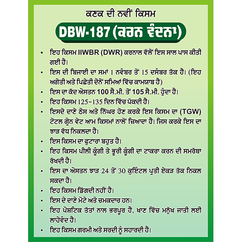 DBW 187 Wheat Seed
