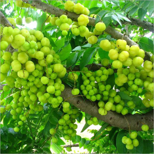 Fresh Small Gooseberry