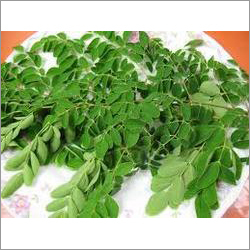 Drumstick Leaves