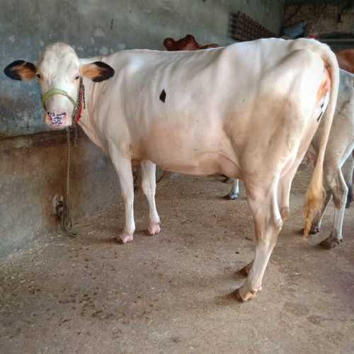 Hf cow breed supplier in karnal