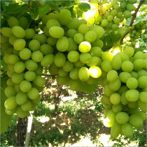 Organic Thompson Seedless Grapes