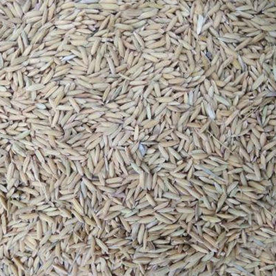 Long Grain Paddy Rice