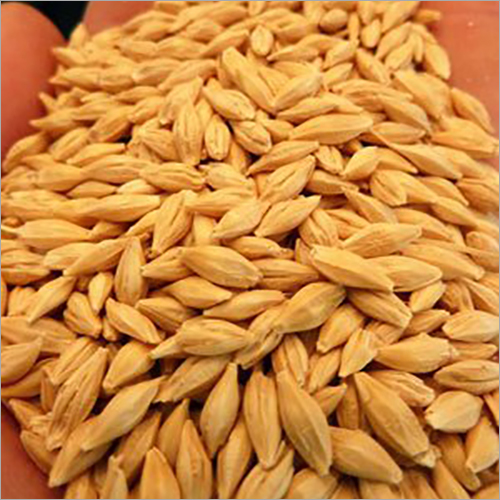 Dried Organic Barley Grain