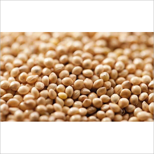 Proso Millet