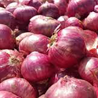 Fresh Onion