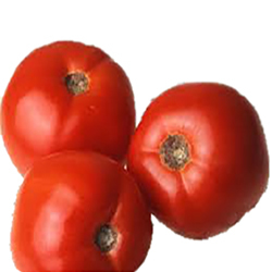 Fresh Tomato