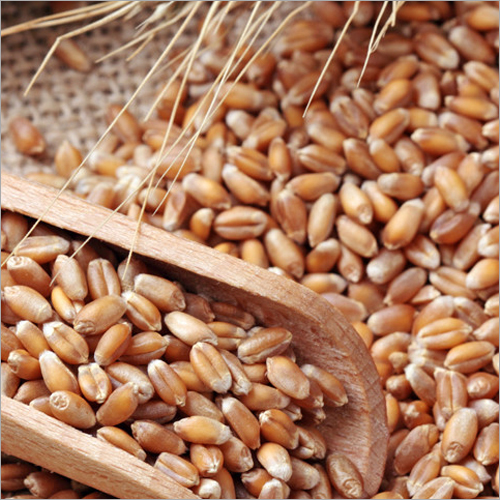Wheat Grain