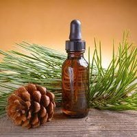 pine needle oil