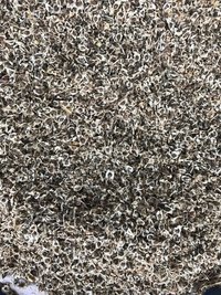 Organic Moringa Seeds With Wings Grade: A