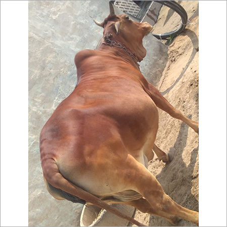 Sahiwal Haryana Dairy Cow