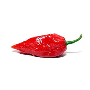 Red Fresh Bhut Jolokia Chilli
