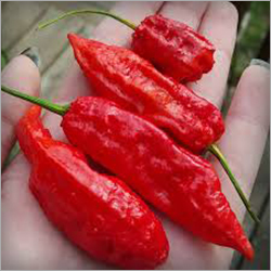 Red Organic Bhut Jolokia Chilli