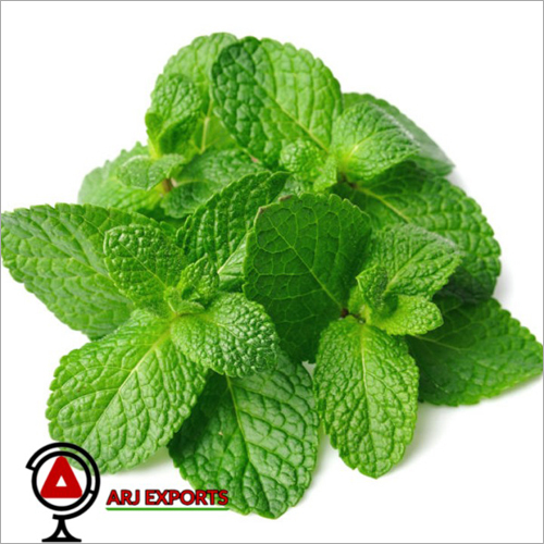 Fresh Mint Leaves