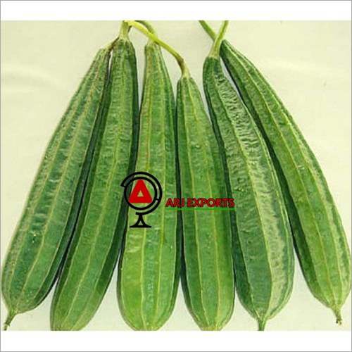 Ridge Gourd