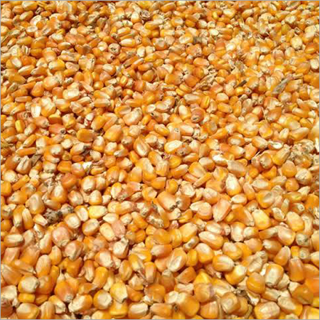 Yellow Corn For Animal Cattle Feed