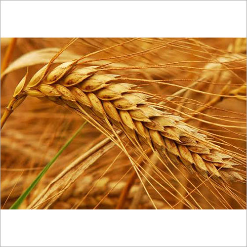 Indian Wheat