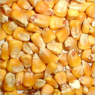 Common Indian Yellow Maize