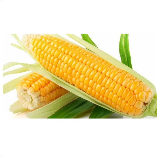 Common Natural Yellow Maize