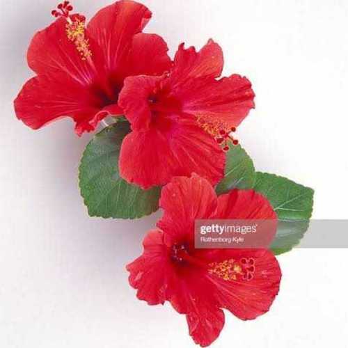 Hibiscus Hair Oil at Best Price in Mumbai, Maharashtra Kd Natural