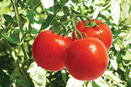 Tomato