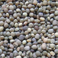 Guar Gum Seeds Guar Gum Seeds