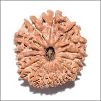 17 Mukhi Rudraksha