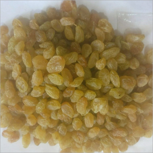 Common Golden Raisin