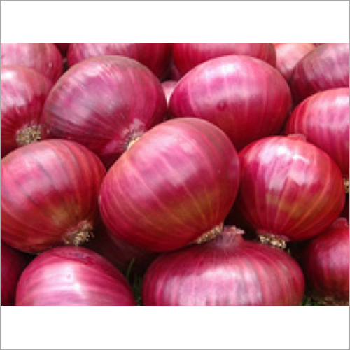 Indian Fresh Onion