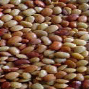 Horse Gram Beans