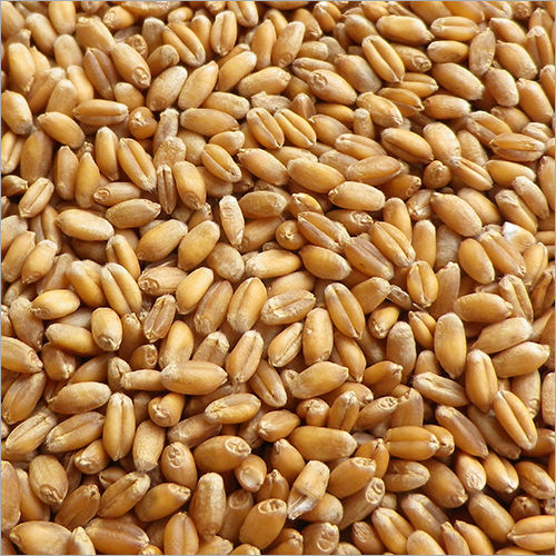 Whole Wheat Crop Year: 19-20 Years