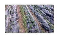 Agriculture Mulch Film