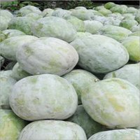 Ash Gourd