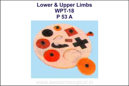 Lower & Upper Limbs