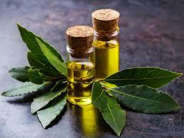 Bay leaf oil