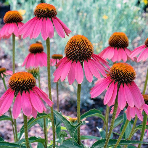 Echinacea Purpurea Whole Plant