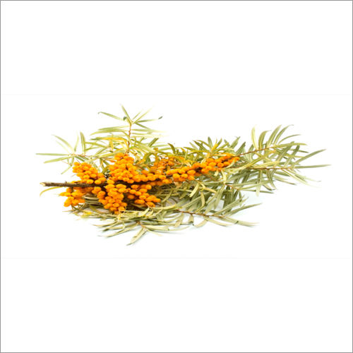 Sea Buckthorn Leaves